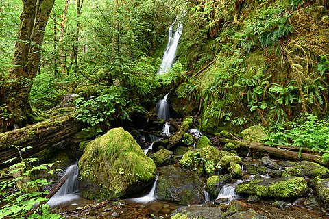 Merriman Falls, Quinault