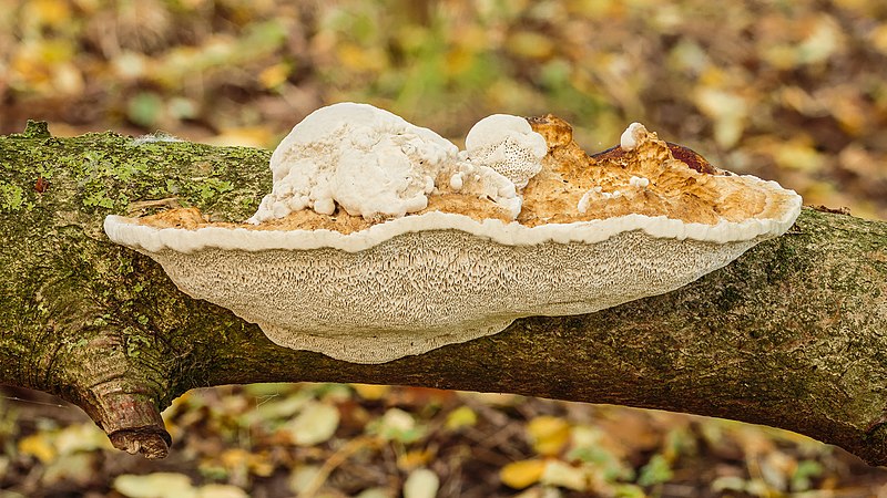 Development of the fungus until Oct 27, 2022