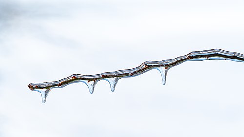 Twig with buds, covered by ice
