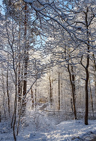 New snow on trees, mostly young oaks in Sweden
