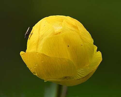Globeflower