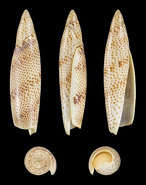 Shell of a Dotted Terebellum, Terebellum terebellum var. punctulatum