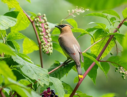 Cedar waxwing in pokeweed