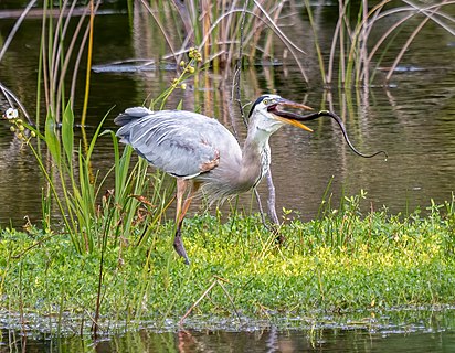 Great blue heron eating a brown watersnake
