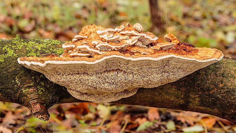 Development of the fungus until Nov 30, 2022