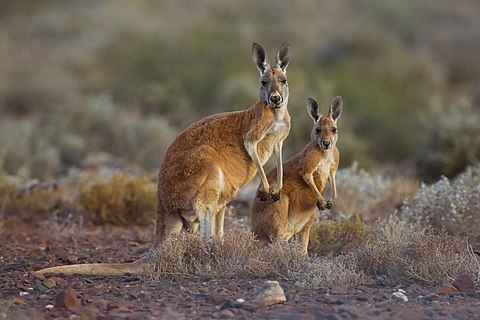 Red Kangaroos