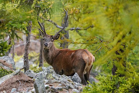 Wild red deer in the Aletsch Forest Nature Reserve