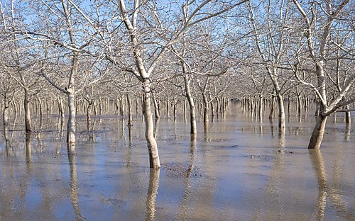 A walnut orchard along West Sacramento Avenue southwest of Chico in Butte County on January 8, 2023