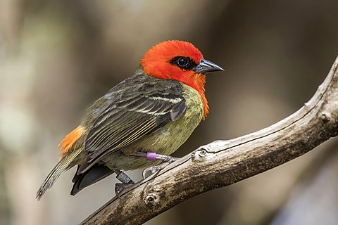Mauritius fody (Foudia rubra) male.
