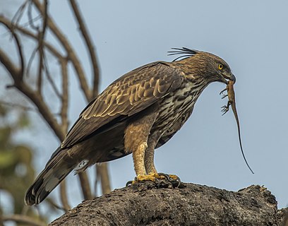 Crested hawk-eagle (Nisaetus cirrhatus) with Indian garden lizard