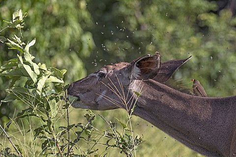 Greater kudu (Tragelaphus strepsiceros) female, with flies and oxpecker