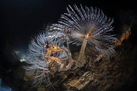 Seahorse and fanworms