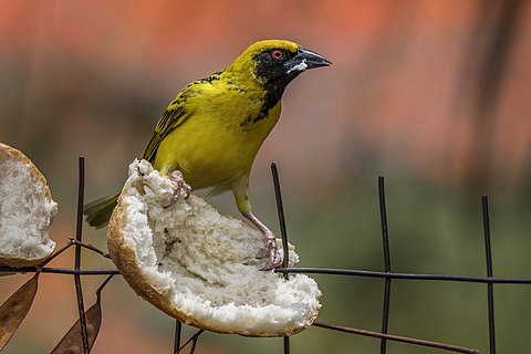 Spotted-backed weaver (Ploceus cucullatus spilonotus) male Mauritius