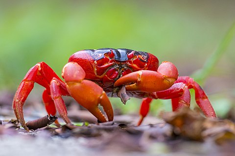 Gecarcoidea natalis in Christmas Island National Park, Christmas Island