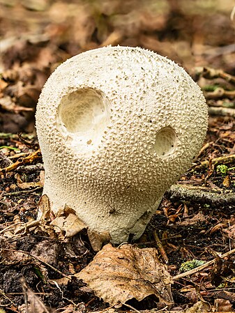 Calvatia utriformis on 18-07-2023.