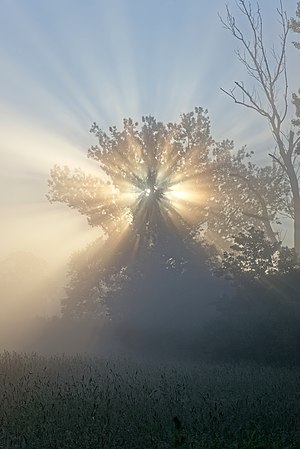 Fog and crepuscular rays in the early morning in Pozowice village near Kraków