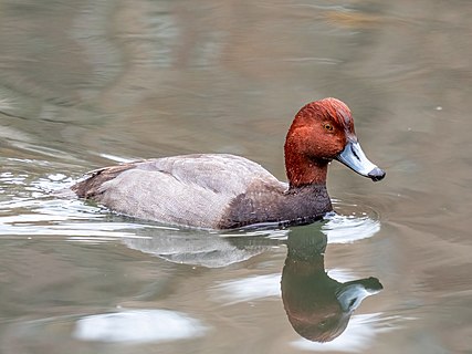 Male redhead (Aythya americana)