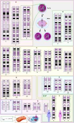 Schematic karyogram of a human. Even at low magnification, it gives an overview of the human genome, with numbered chromosome pairs, its main changes during the cell cycle (top center), and the mitochondrial genome (at bottom left).