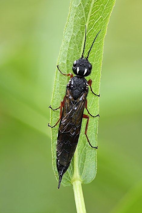 Dorsal view