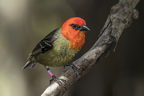 Mauritius fody (Foudia rubra) male