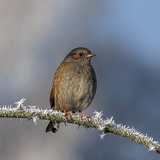 Dunnock (Prunella modularis occidentalis)