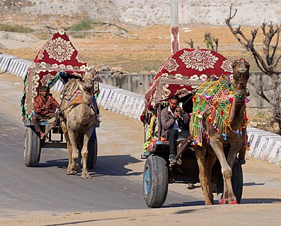 Camel drawn carts in Pushkar, India