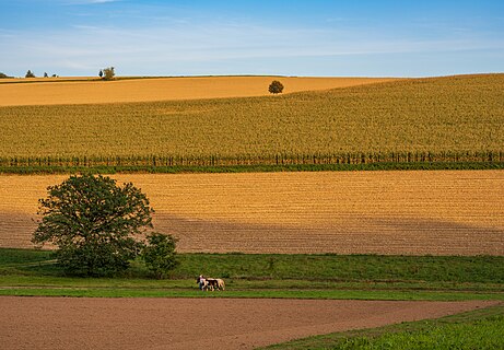 Landschaftsschutzgebiet