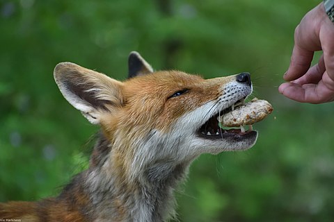Photo of a fox near Chernobyl getting fed a kotleta