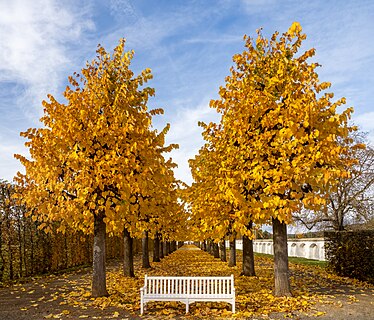 Avenue of lime trees in the park of Seehof Castle